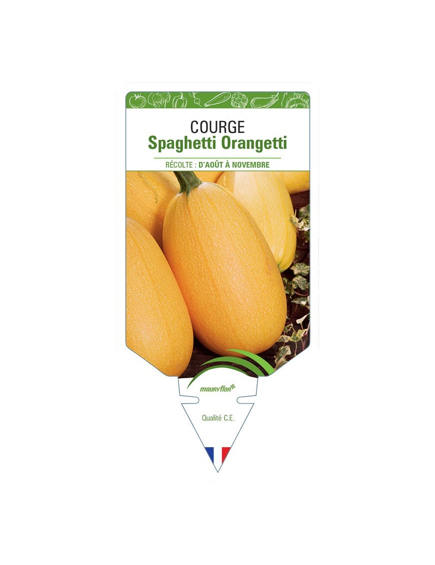 COURGE SPAGHETTI ORANGETTI