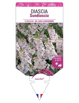 DIASCIA SUNDIASCIA