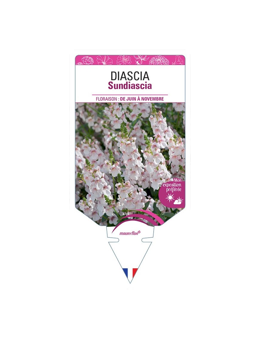 DIASCIA SUNDIASCIA