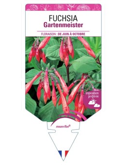FUCHSIA GARTENMEISTER