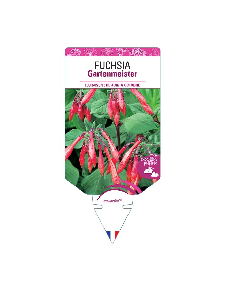 FUCHSIA GARTENMEISTER