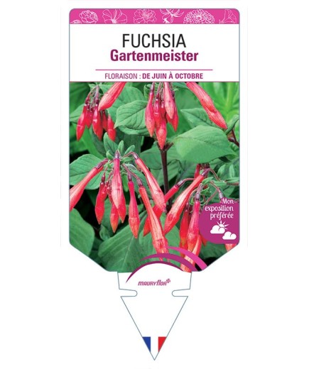 FUCHSIA GARTENMEISTER