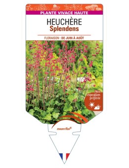 HEUCHERA Splendens