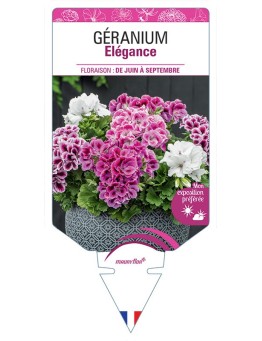 GÉRANIUM ELEGANCE