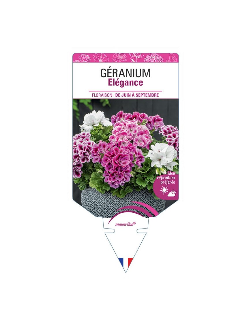 GÉRANIUM ELEGANCE