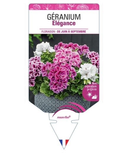 GÉRANIUM ELEGANCE