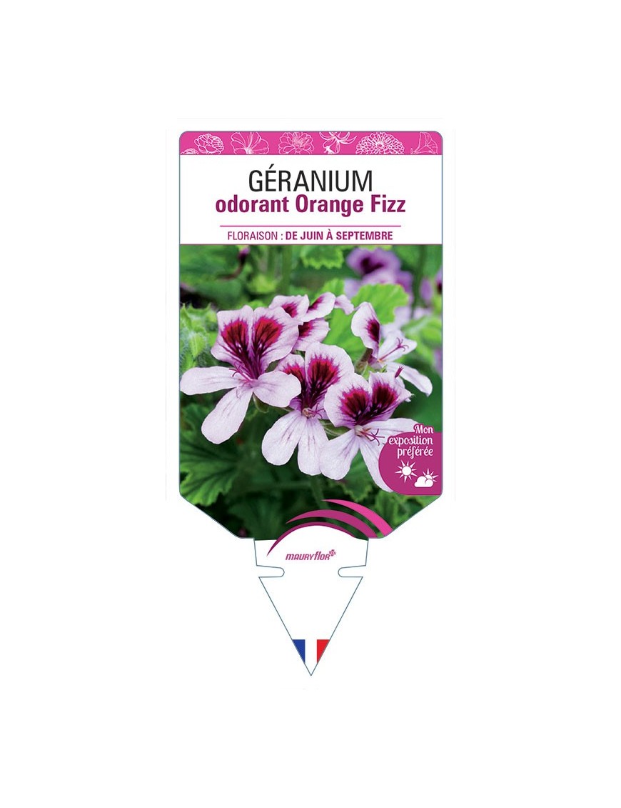 GERANIUM ODORANT ORANGE FIZZ
