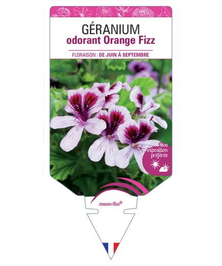 GERANIUM ODORANT ORANGE FIZZ
