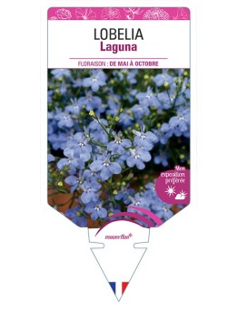 LOBELIA LAGUNA