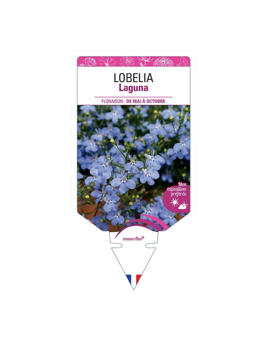 LOBELIA LAGUNA