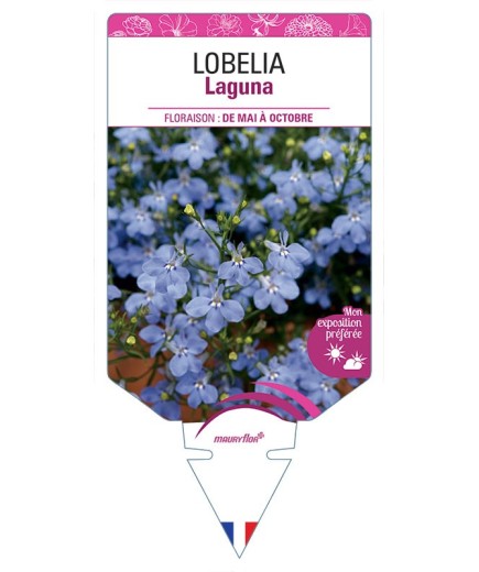 LOBELIA LAGUNA