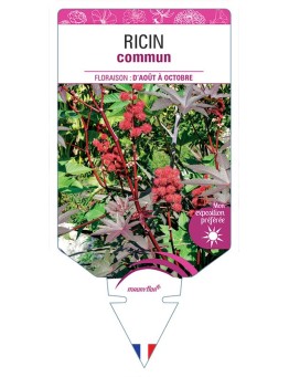 RICIN COMMUN