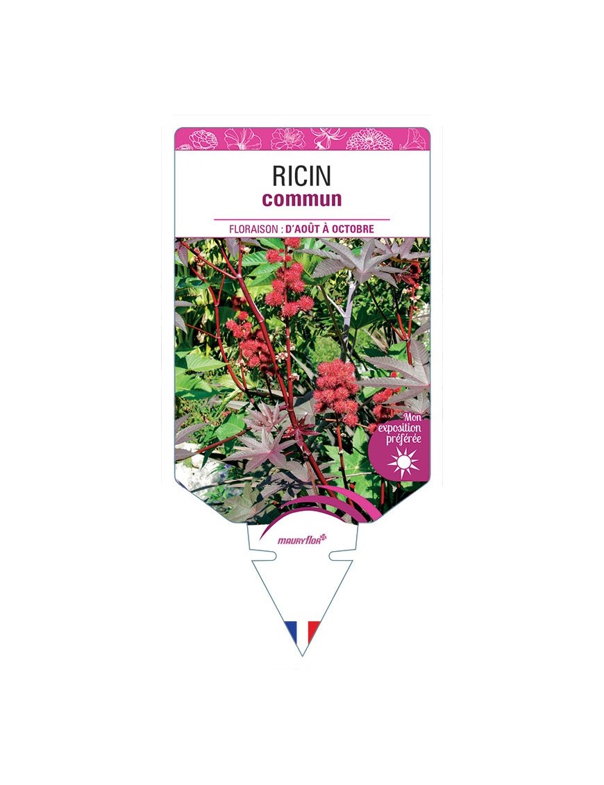 RICIN COMMUN
