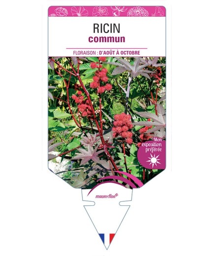 RICIN COMMUN