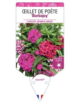 DIANTHUS Barbajoy voir Œillet de Poète