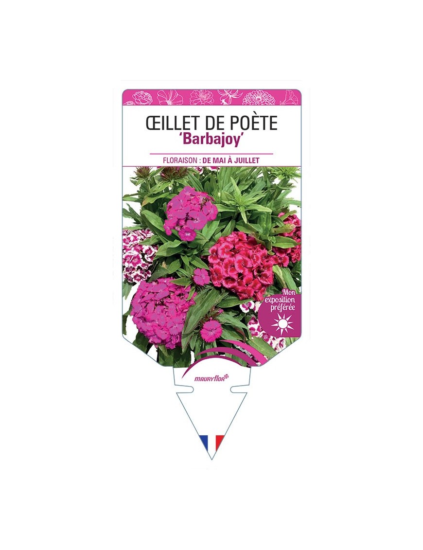 DIANTHUS Barbajoy voir Œillet de Poète