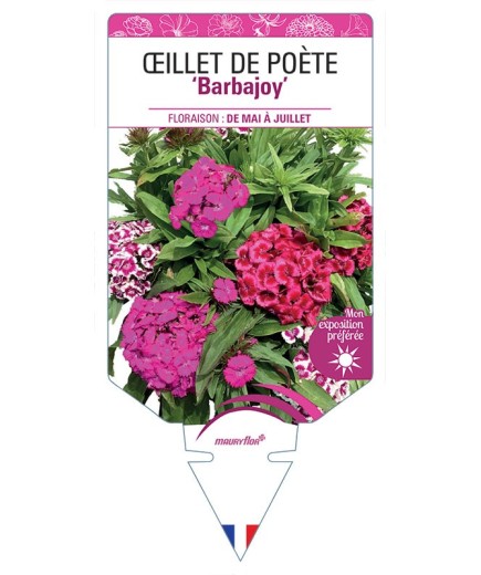 DIANTHUS Barbajoy voir Œillet de Poète