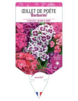 DIANTHUS barbatus Barbarini voir Œillet de Poète (varié)