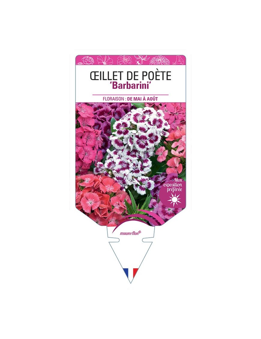 DIANTHUS barbatus Barbarini voir Œillet de Poète (varié)