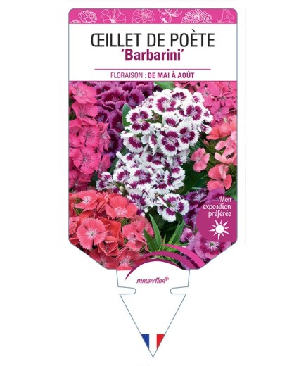 DIANTHUS barbatus Barbarini voir Œillet de Poète (varié)
