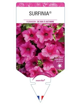 SURFINIA® ROSE