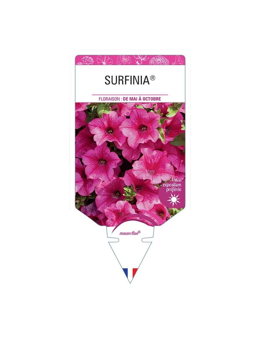 SURFINIA® ROSE