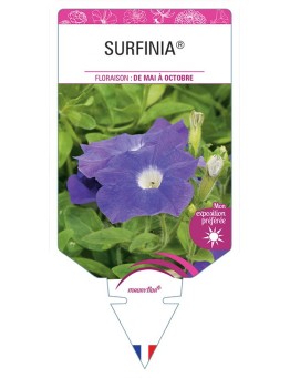 SURFINIA® BLEU