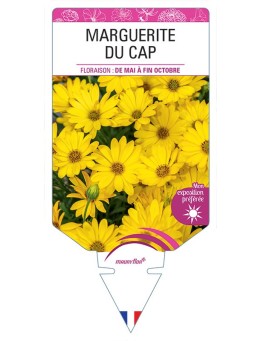MARGUERITE DU CAP (OSTEOSPERMUM) (jaune)