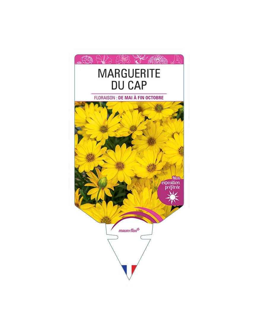 MARGUERITE DU CAP (OSTEOSPERMUM) (jaune)