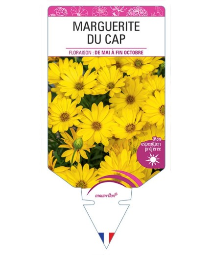 MARGUERITE DU CAP (OSTEOSPERMUM) (jaune)