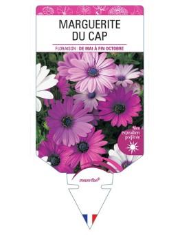MARGUERITE DU CAP (OSTEOSPERMUM) (varié rose violet)