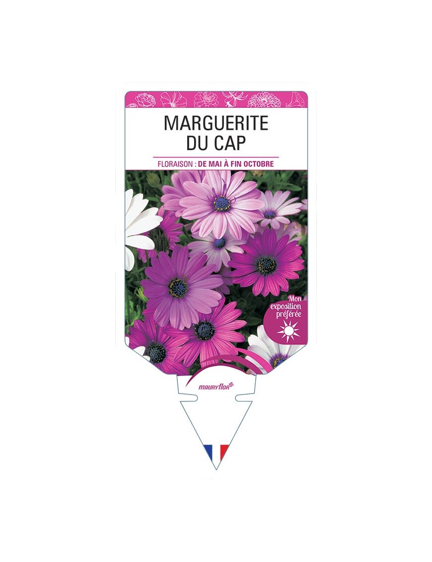 MARGUERITE DU CAP (OSTEOSPERMUM) (varié rose violet)
