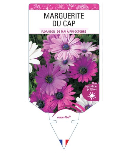 MARGUERITE DU CAP (OSTEOSPERMUM) (varié rose violet)