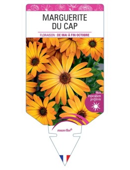 MARGUERITE DU CAP (OSTEOSPERMUM) (orange)