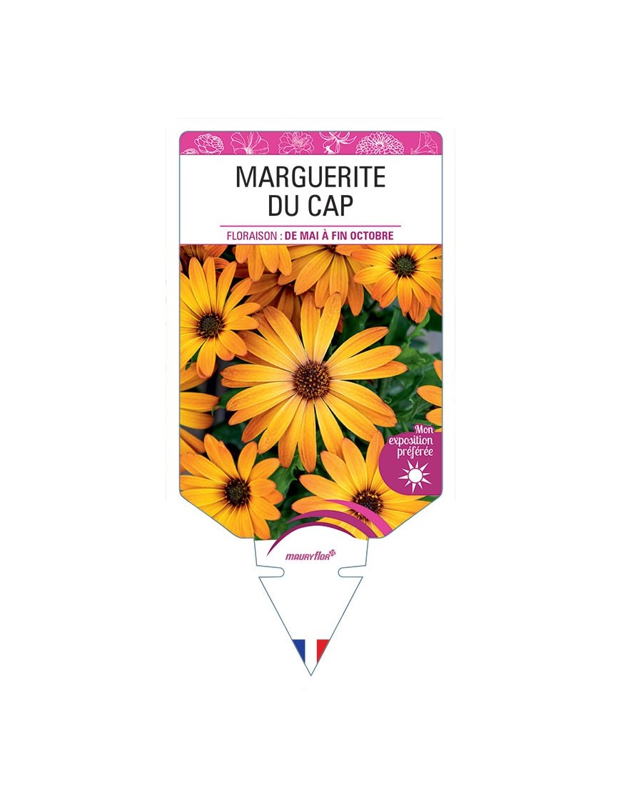MARGUERITE DU CAP (OSTEOSPERMUM) (orange)