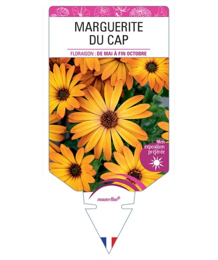 MARGUERITE DU CAP (OSTEOSPERMUM) (orange)