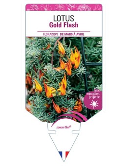 LOTUS GOLD FLASH