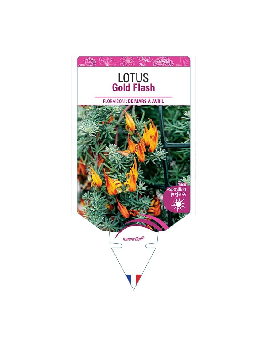LOTUS GOLD FLASH