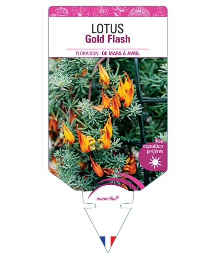 LOTUS GOLD FLASH