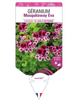 GERANIUM MOSQUITAWAY EVA