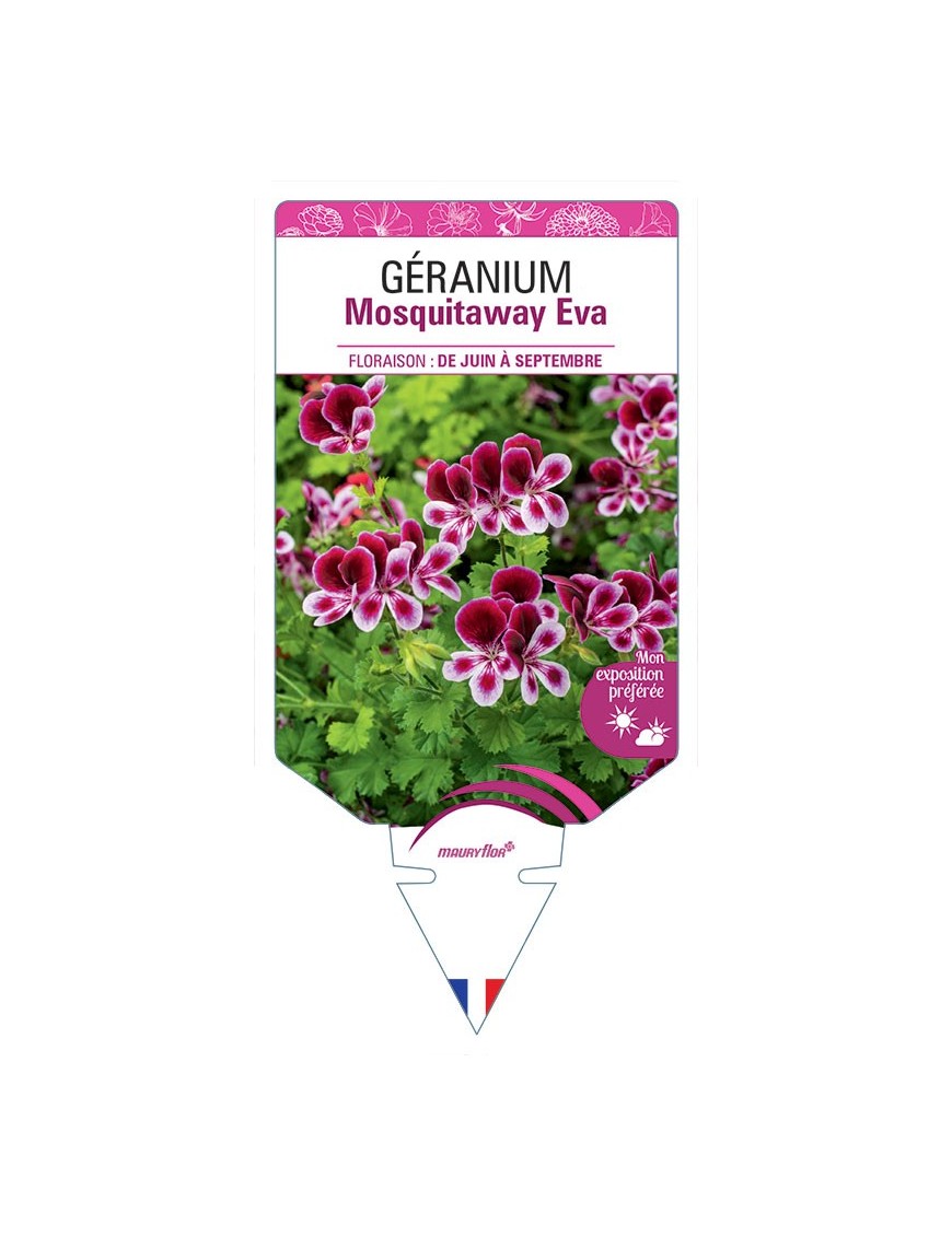 GERANIUM MOSQUITAWAY EVA