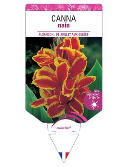 CANNA NAIN ROUGE BORDE JAUNE