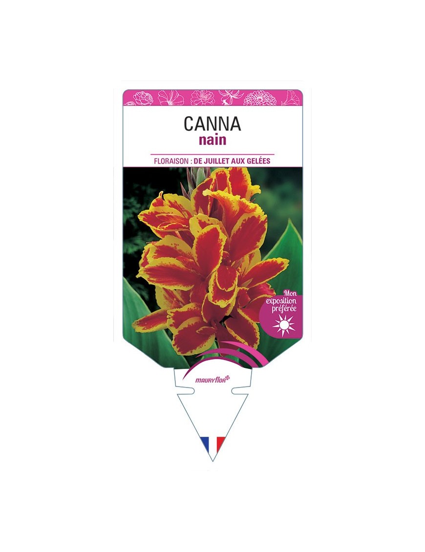 CANNA NAIN ROUGE BORDE JAUNE