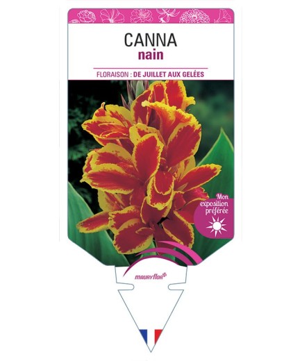 CANNA NAIN ROUGE BORDE JAUNE