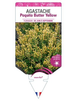 AGASTACHE POQUITO BUTTER YELLOW