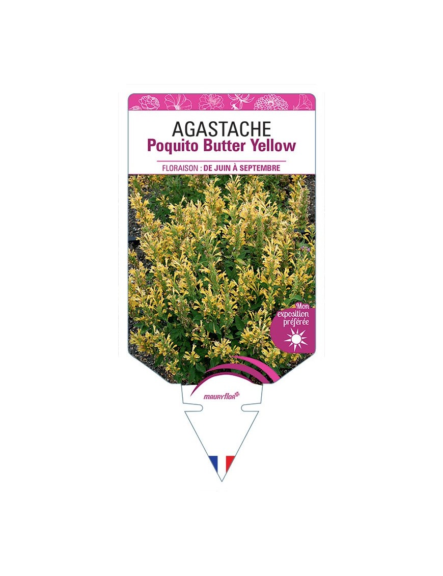 AGASTACHE POQUITO BUTTER YELLOW