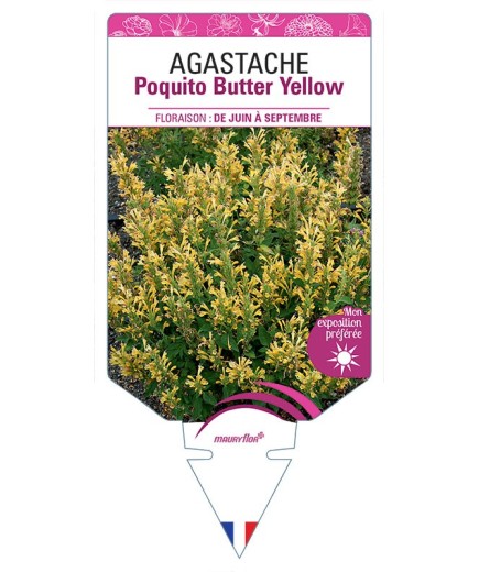 AGASTACHE POQUITO BUTTER YELLOW