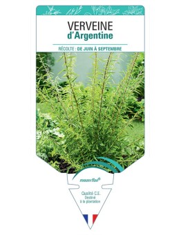 VERVEINE D'ARGENTINE