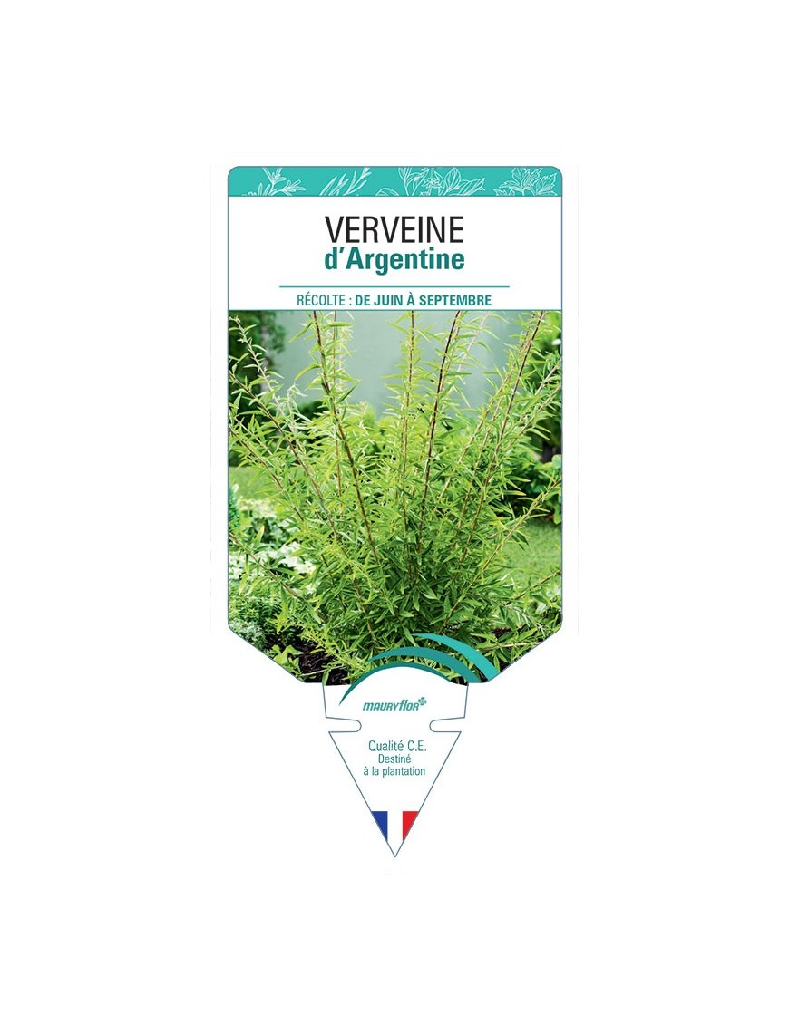 VERVEINE D'ARGENTINE