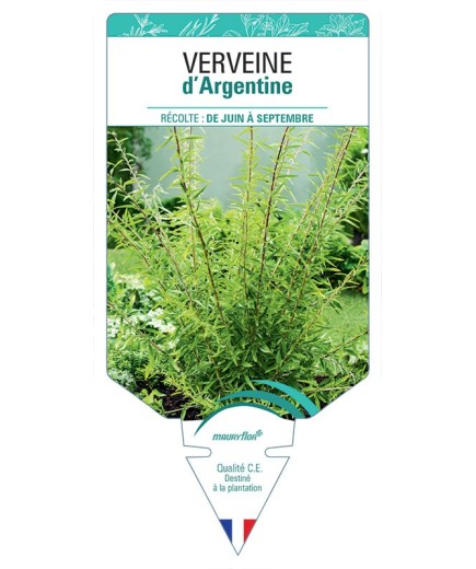 VERVEINE D'ARGENTINE